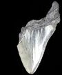 Partial, Serrated, Fossil Megalodon Tooth #52986-1